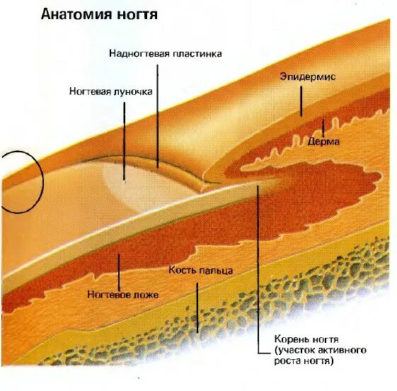 Корни ногтей находятся. Строение ногтевой пластины слои. Строение ногтя анатомия. Ноготь в разрезе анатомия.