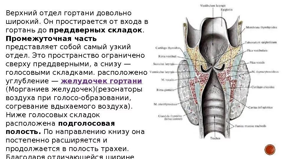 Дыхательная латынь. Желудочек гортани ограничен снизу. Анатомические образования, ограничивающие желудочки гортани. Строение гортани 3 отдела. Складка преддверия гортани.