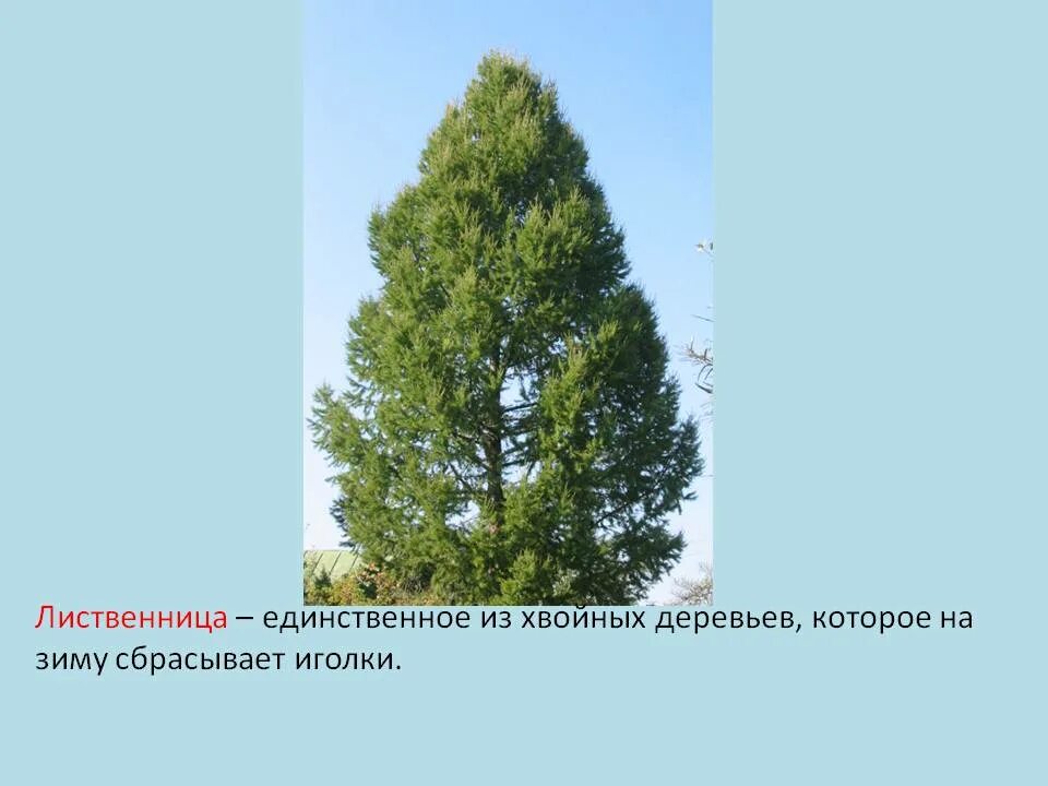 Лиственница сбрасывает на зиму хвоинки. Хвойное дерево сбрасывающее хвою на зиму. лиственница сбрасывает иголки. лиственница дерево хвойное. хвойное дерево которое сбрасывает иголки на зиму.