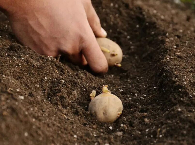 Хорошие дни для посадки картошки. Посадка картофеля в 2024. Посадка картофеля в марте 2024. Посадка картофеля весной в открытый грунт. Картинка как делить картошку для посадки.