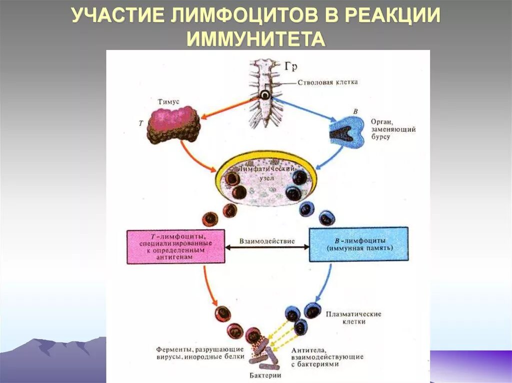 Схема образования клеток иммунной системы. Т лимфоциты внутриклеточный иммунитет. Схема клеточного механизма образования иммунитета. Клеточный и гуморальный иммунитет т лимфоциты.