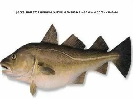 Хищная пресноводная рыба семейства тресковых