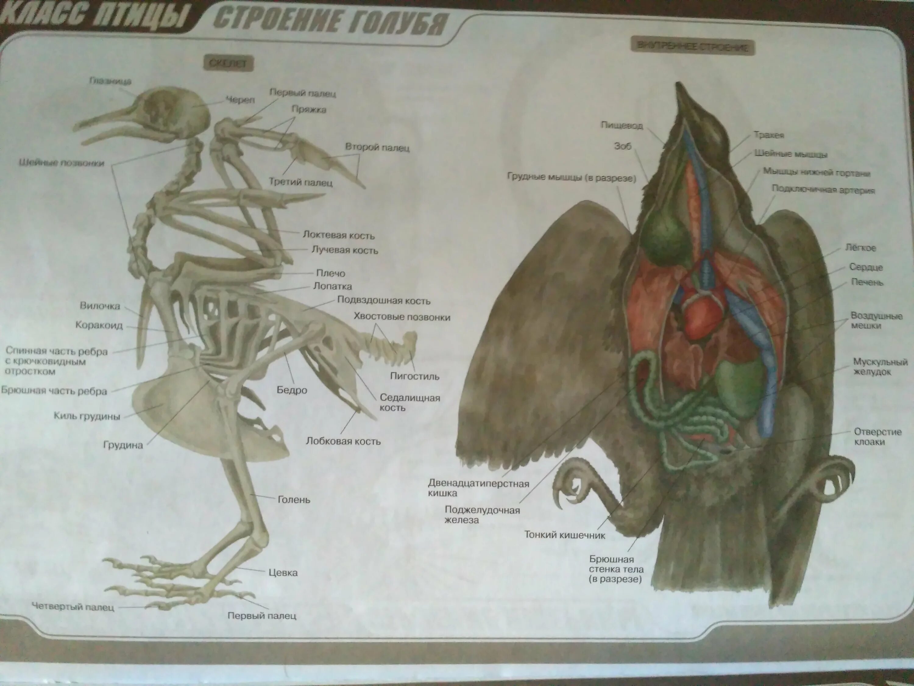 Анатомия птиц. Строение птицы. Внутренние органы птицы. Класс птицы внутреннее строение.