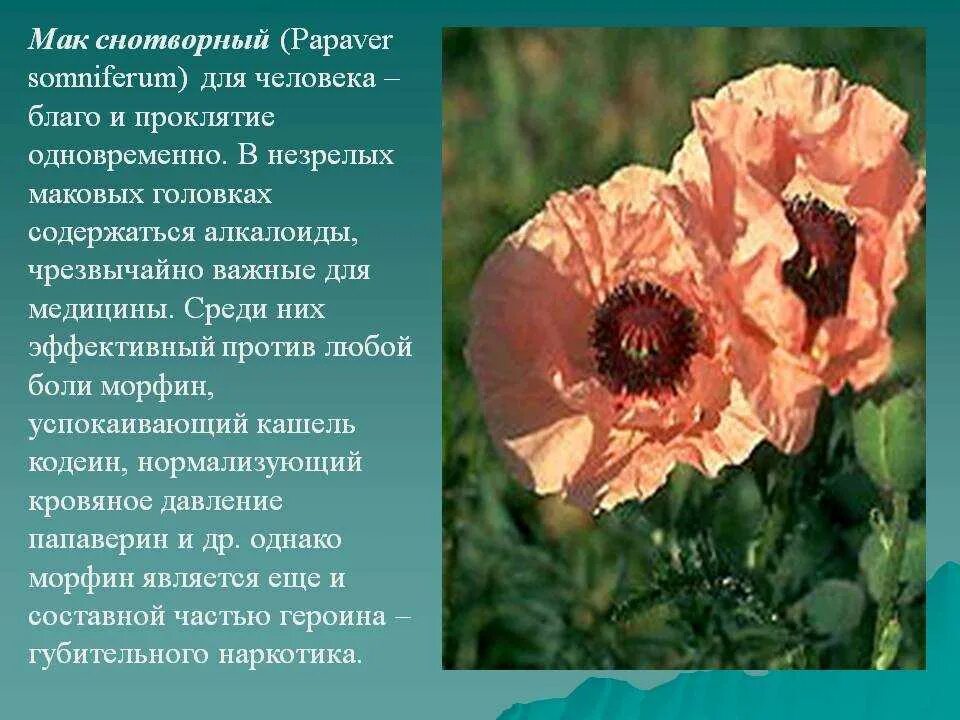 Почему мак запрещен. Мак снотворный (Papaver somniferum). Мак Papaver Cardinal. Мак снотворный – Papaver somniferum l.. Мак снотворный бутон.