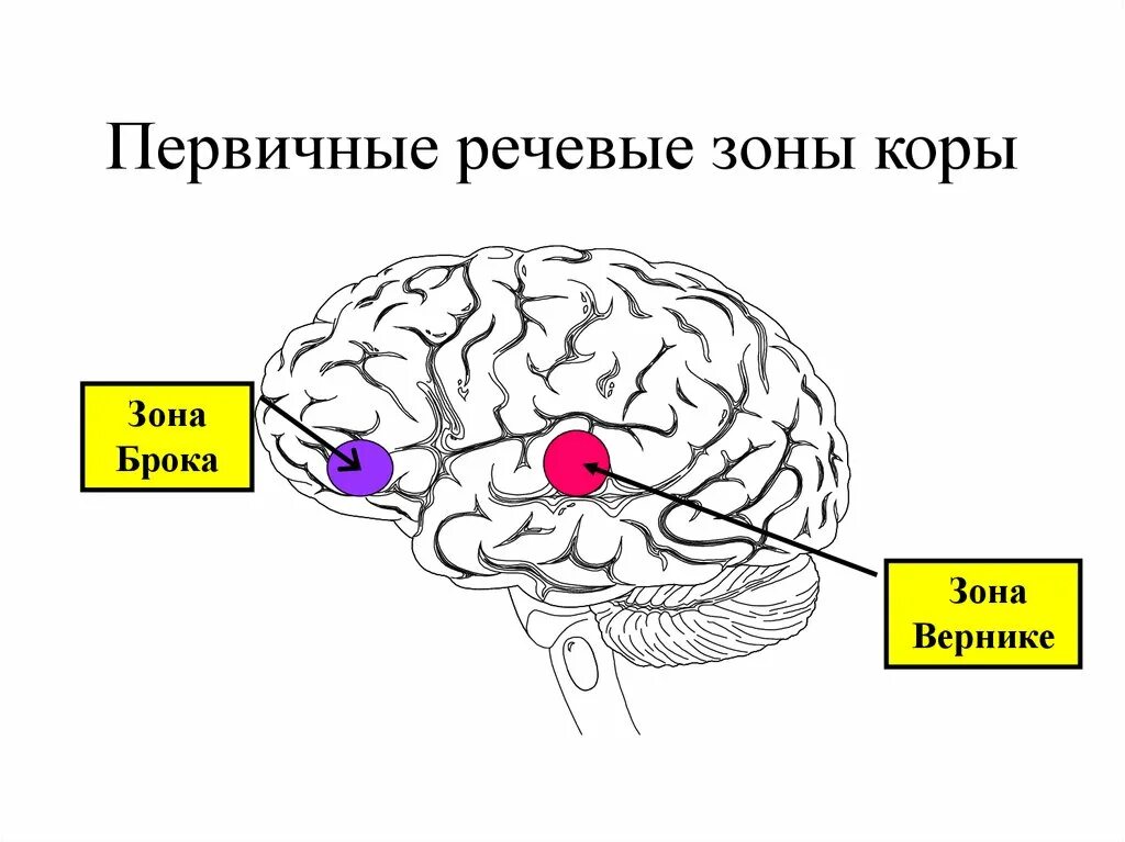 Центр речи в мозге человека. Речевые центры. Зона Брока. Зона Вернике. Мозг зоны Брока и Вернике. Центры Брока и Вернике в головном мозге. Речевые зоны Брока и Вернике располагаются.