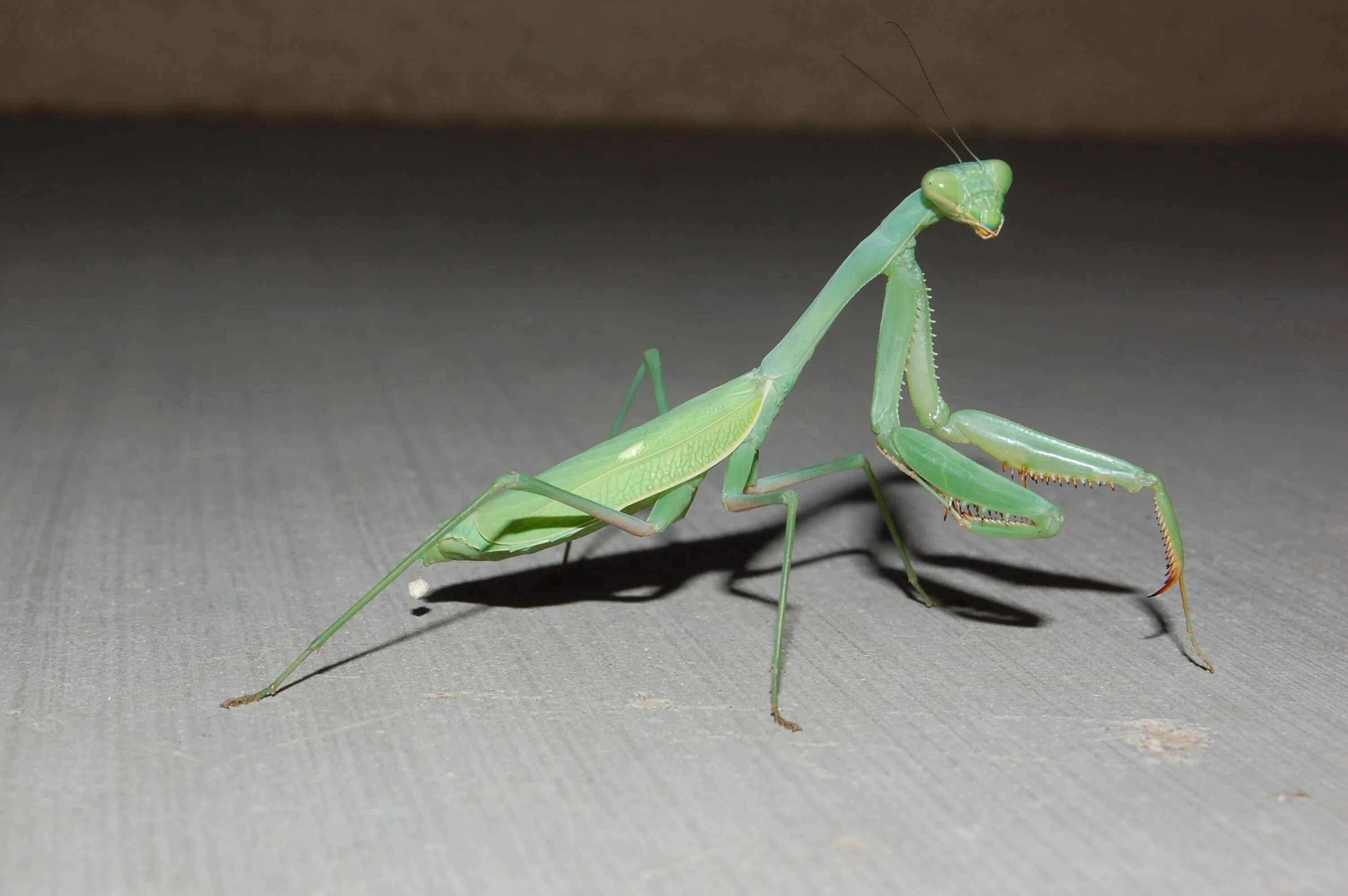 Самка богомола 5. Богомол Creobroter meleagris. Древесный богомол Hierodula SP. Vietnam. Закавказский древесный богомол. Hierodula venosa богомол.