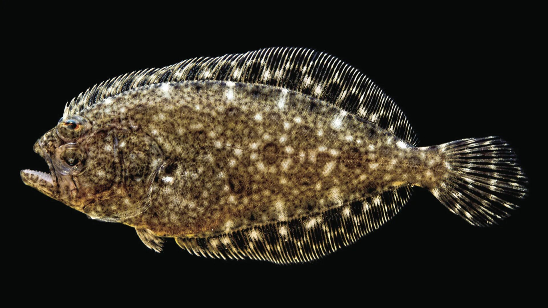 Flounder. Палтус ложный (Paralichthys dentatus). Палтус ложный (Paralichthys orbignyanus). Kathetostoma albigutta.