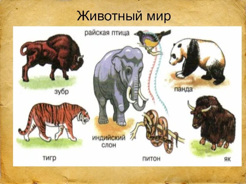 3 животных евразии. Животные Евразии. Обитатели Евразии животные. Животные которые живут в Евразии. Какие животные обита.т в Евразии.
