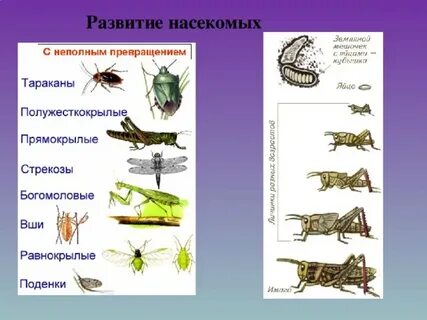Развитие с прямым превращением