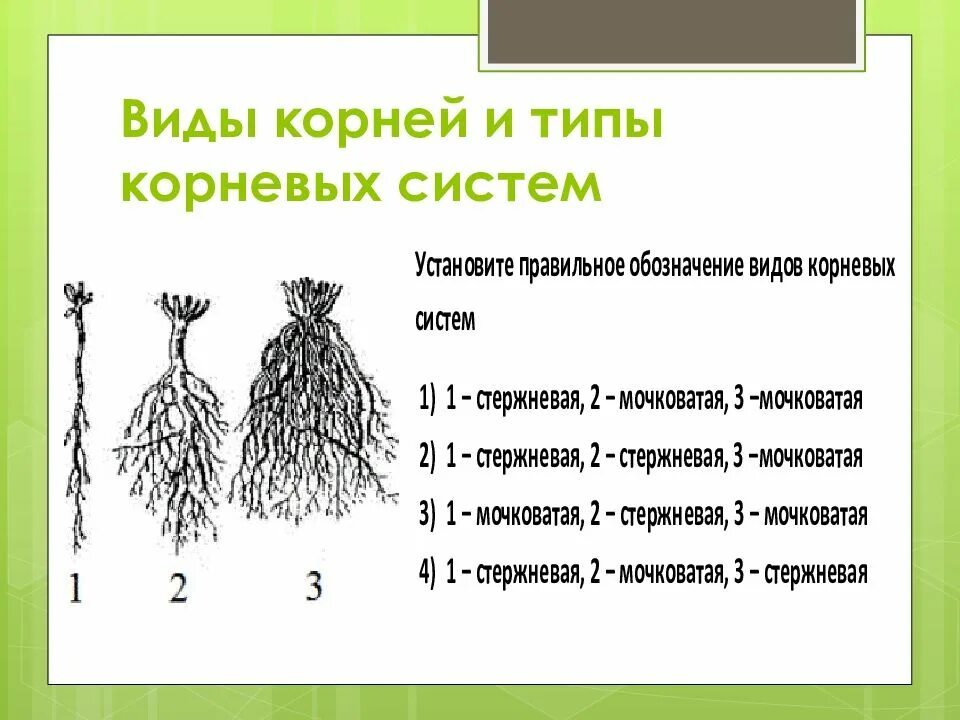 Установить какой корень. Типы корневых систем 6 класс. Виды и типы корневых систем. Стипы Корневы х систем.