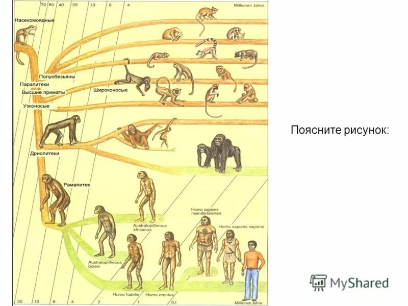 контрольная по биологии 11 класс антропогенез