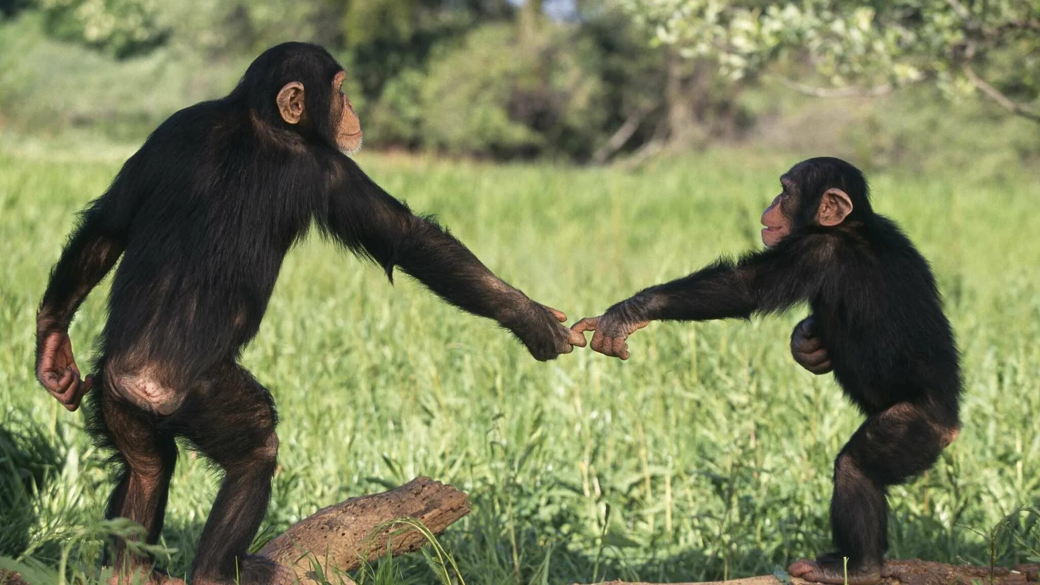 Шимпанзе фото. Шимпанзе. Поведение приматов. Поведение приматов. Поведение обезьян.