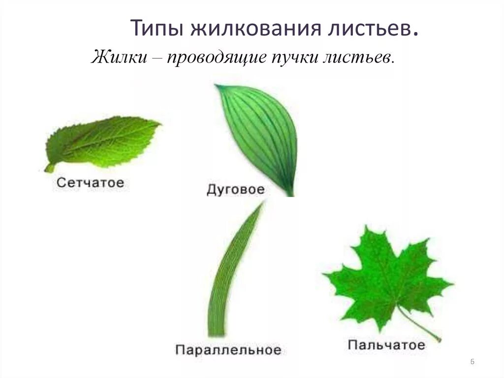 Жилкование сетчатое дуговое параллельное. Пальчато сетчатое жилкование листовой пластинки. Пальчатое жилкование листа. Типы жилкования листьев. 4 Типа жилкования листьев.