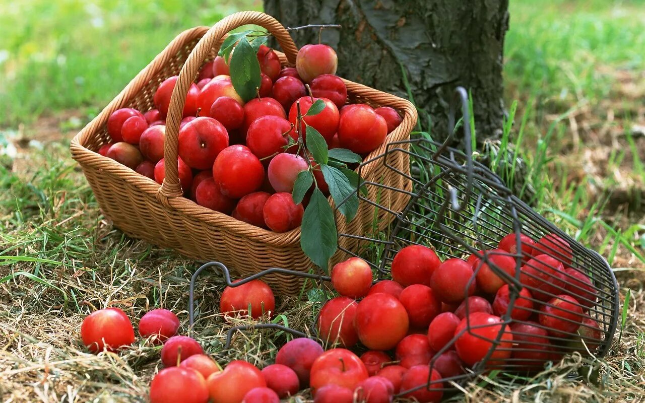 Ягоды в саду. Корзина с ягодами и фруктами. Августовские ягоды. Фруктовый сад.