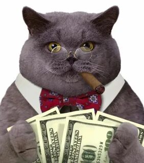 Cat boss