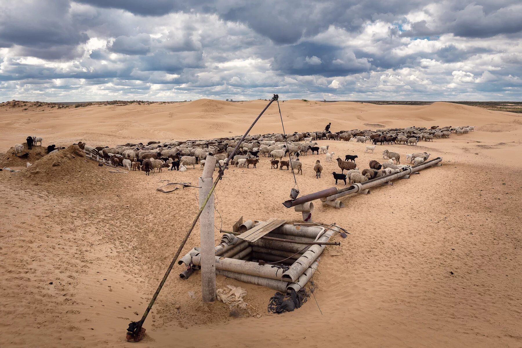 Республика калмыкия засухи. Опустынивание калмыкии 2021. Опустынивание в калмыкии черные земли. Калмыкия пастбища. Опустынивание в калмыкии.