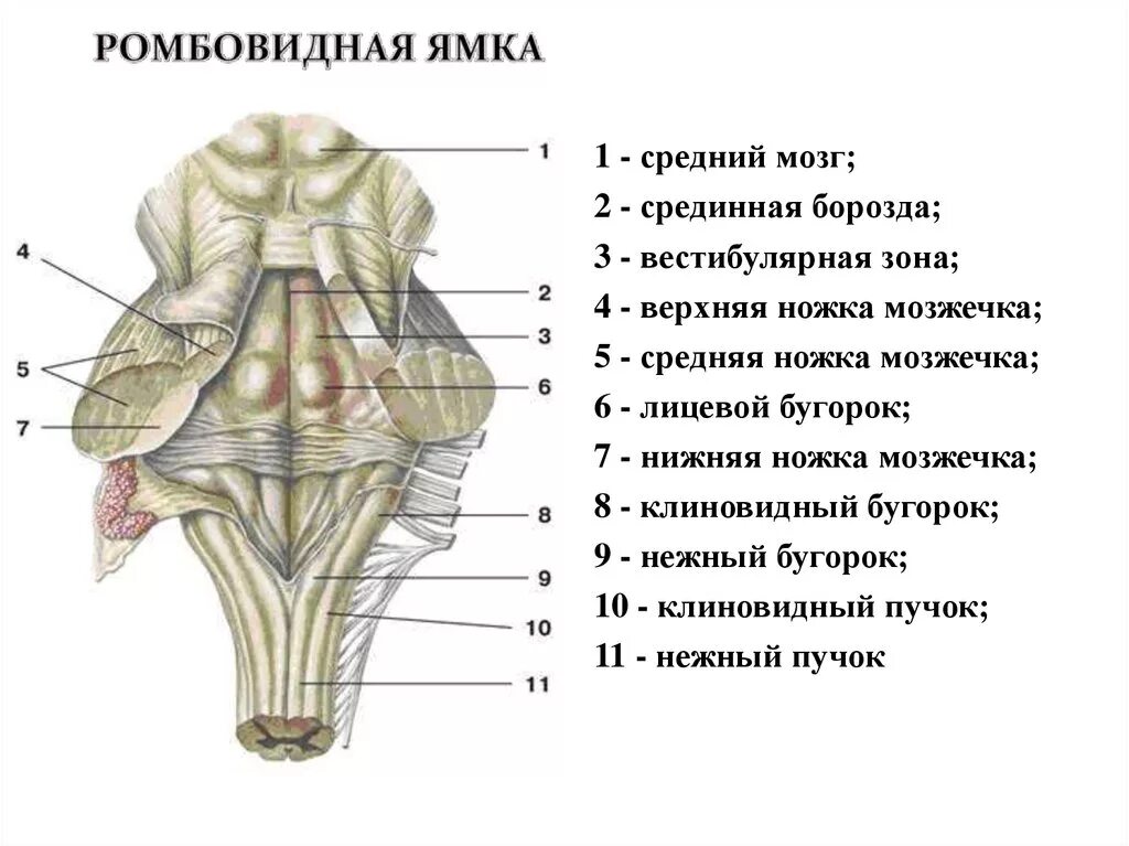 Задний мозг мост. Продолговатый мозг средние ножки мозжечка. продолговатый мозг строение ядер анатомия. строение ствола мозга продолговатый мозг, средний мозг, мозжечок.