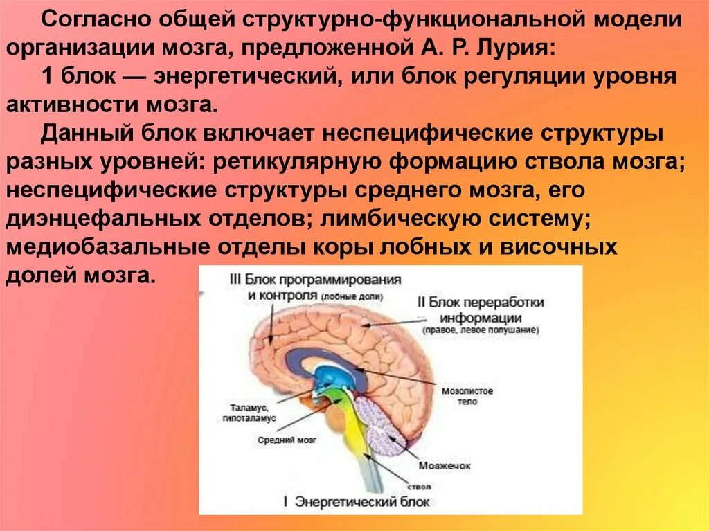 1 Функциональный блок мозга Лурия. Блоки мозга по Лурия 1 блок. Второй функциональный блок мозга структуры. 1 Блок головного мозга по Лурия функции. Неспецифические изменения головного мозга