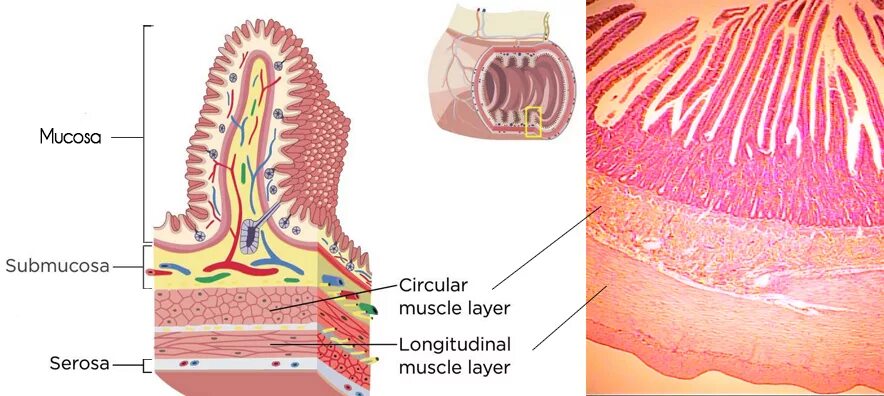 Слизистый слой кишки. Подслизистый слой кишки. Слизистая подслизистый слой. Мышечный слой кишечника.