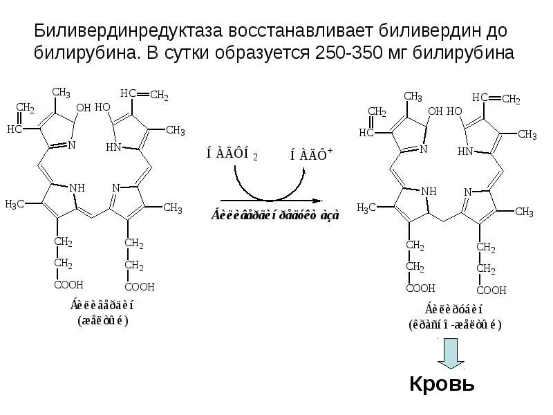 Общий анализ крови расшифровка. Строение гема. Биохимия 19. Общий анализ крови показатели таблица расшифровка и нормальные. Расшифровка анализов крови биохимия таблица.