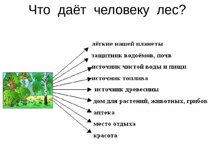 Лес презентация 4 класс плешаков. Что дает лес человеку. Что дает лес человеку 3 класс. Тема лес и человек. Что дает лес человеку 4 класс.