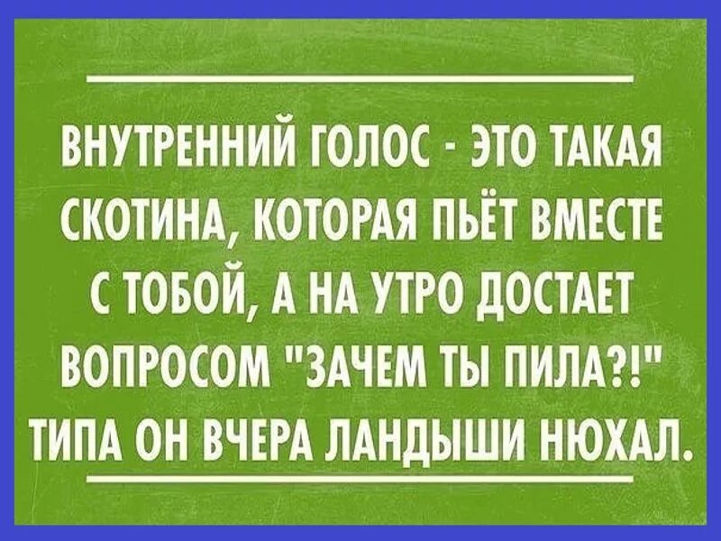 Внутренний голос. Скотина такая. Внутренний голос юмор. Внутренний голос это такая скотина которая пьет вместе с тобой.