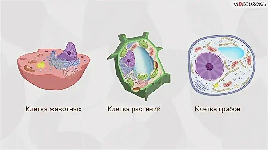 Роста и развития живых клеток. Роста и развития живых клеток