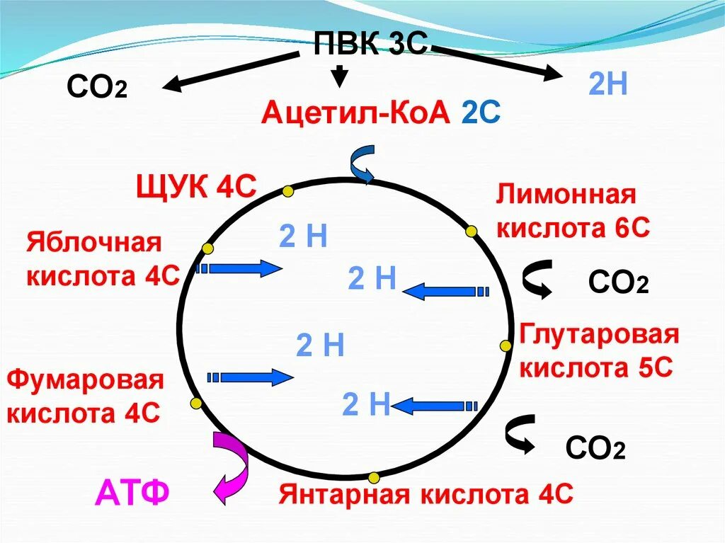 полное окисление пировиноградной кислоты