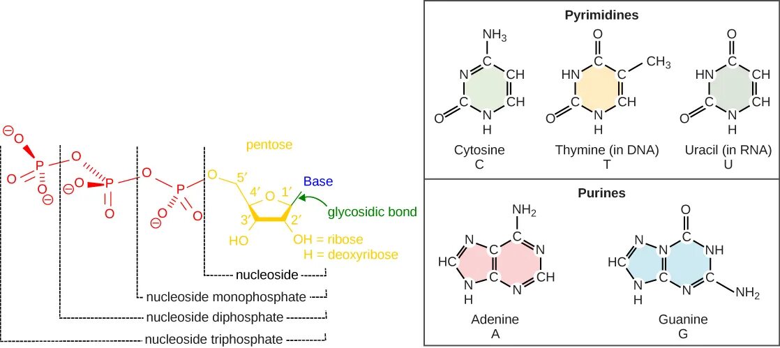 Гуанин рибоза. Нуклеозиды ДНК. Цитозин структура. Nucleotide structure. Гуанин 5'трифосфат.