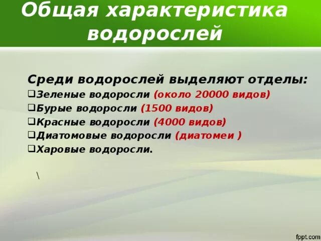 Общая характеристика водорослей. Зеленые водоросли общая характеристика. Характеристика зелёных водрослей. Характеристика отдела зеленые водоросли.