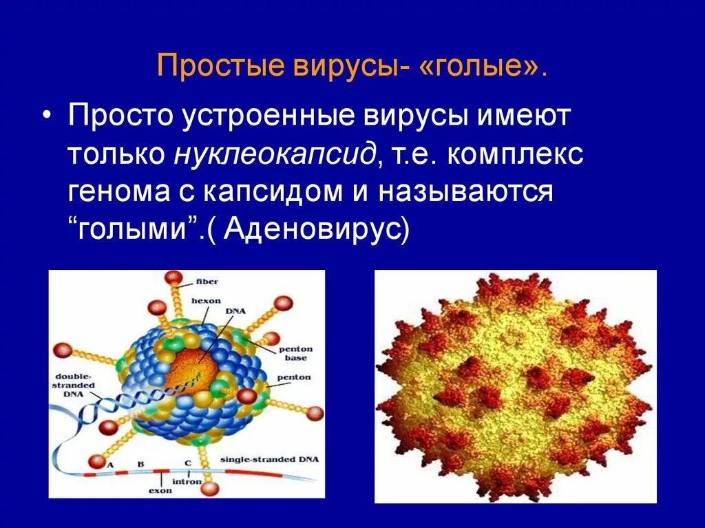 Сложноустроенные вирусы имеют. Просто устроенные вирусы. Простые и сложные вирусы. Простейшие вирусы.