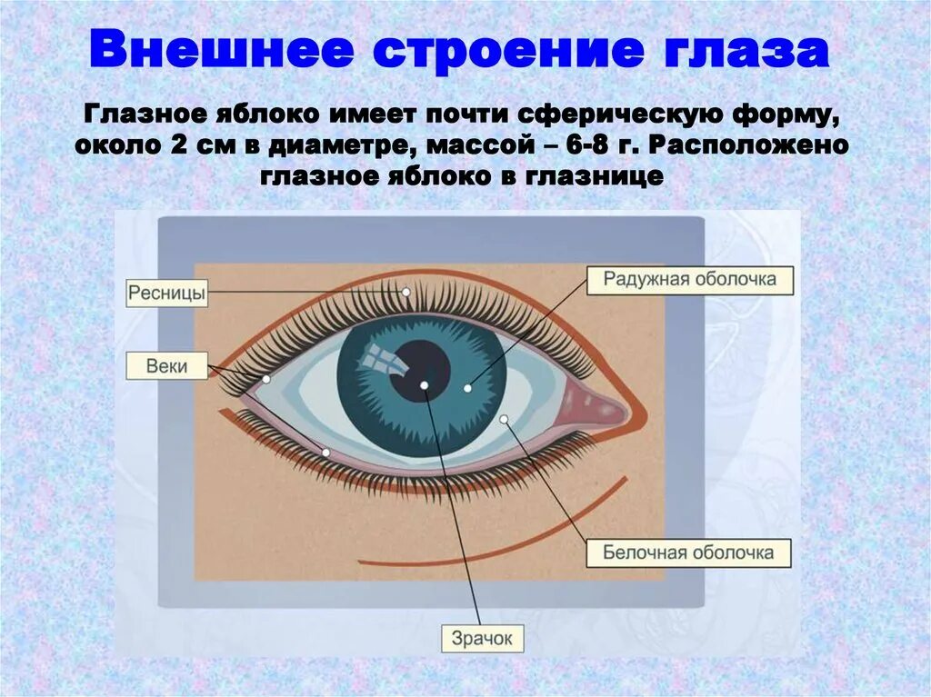 Белочная оболочка глаза прозрачна отметьте верные. Внешнее строение глаза. Глаз строение глаза. Наружное строение глаза. Строение глаза человека рисунок.