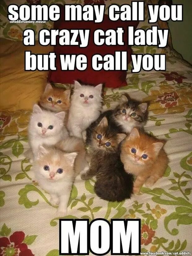 Funny Cat meme. Memes in English about Cats. Картинки Crazy Kitten. The Lady and the Cat meme. 1 this is a cat