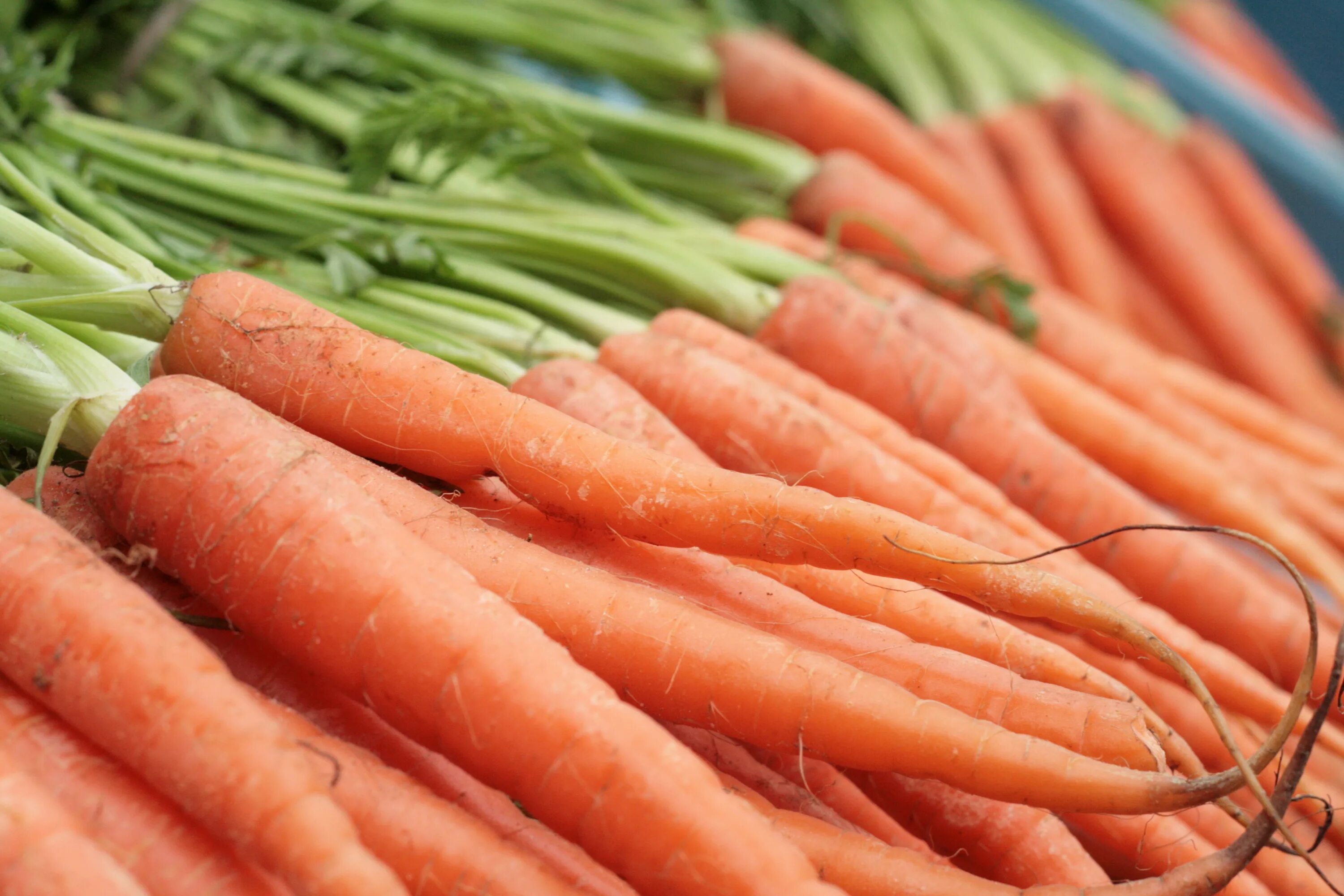 К чему снится морковь свежая. Морковь. Овощи морковь. Морковь свежая. Морковь на а4.