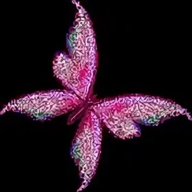 Papillon rose