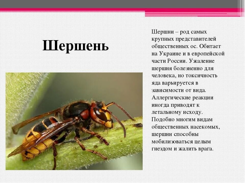 Самый маленький рассказ в мире. Насекомые с описанием. Оса описание. Опасные насекомые Шершень. Шершень доклад.