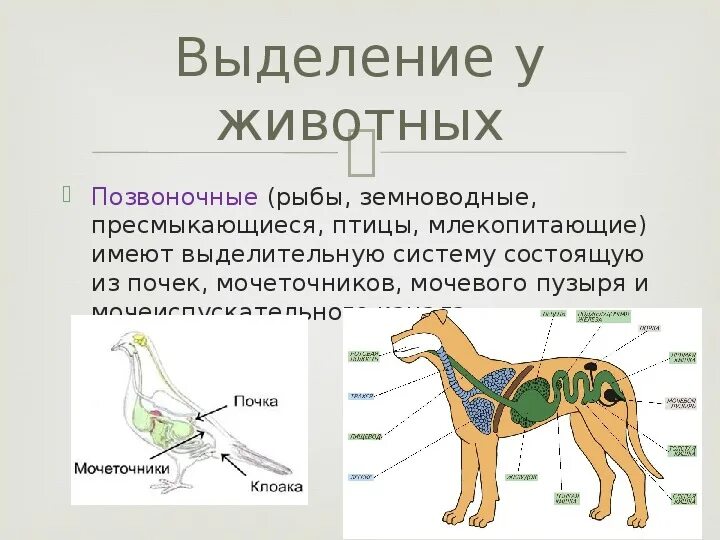 Особенности строения зверей