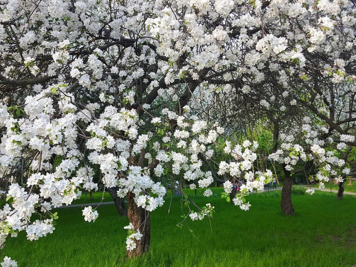Какие деревья цветут в россии. Ясная Поляна цветение яблонь. Яблоневый сад вишневый сад. Яблоневый сад цветет. Яблоневая аллея цветение.