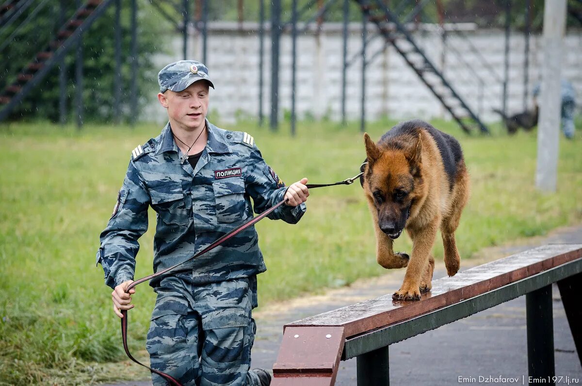 Скрябина академия кинология. Образовательный комплекс градостроительства столица кинология. Профессия кинолог. Высшее образование кинолог. Высшее образование кинолог.