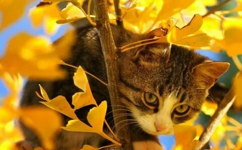 Search cat