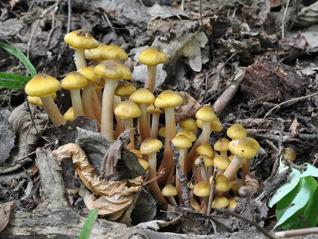 грибы туапсинского района съедобные. опята съедобные краснодарский край. грибы опята краснодарский край. несъедобные грибы кубани. грибы краснодарский край маслята.