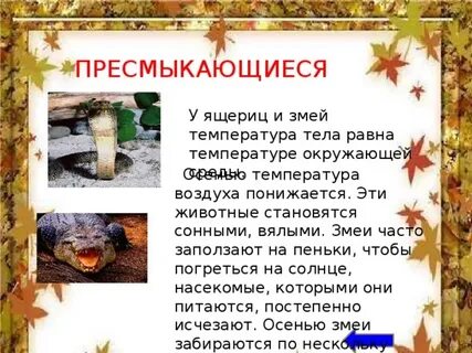 Температура тела ящерицы
