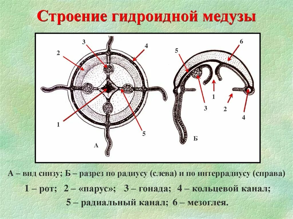 Строение гидроидной медузы. Строение гидроиднрйй медузы. Кольцевой канал гидроидной медузы. Строение гидроидной медузы вид снизу. Кольцевой канал