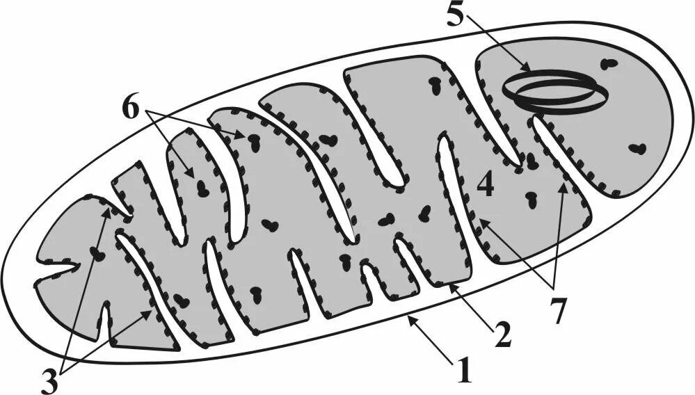 Строение митохондрии. Схема строения митохондрии. Строение митохондрии без подписей. Строение митохондрии рисунок.