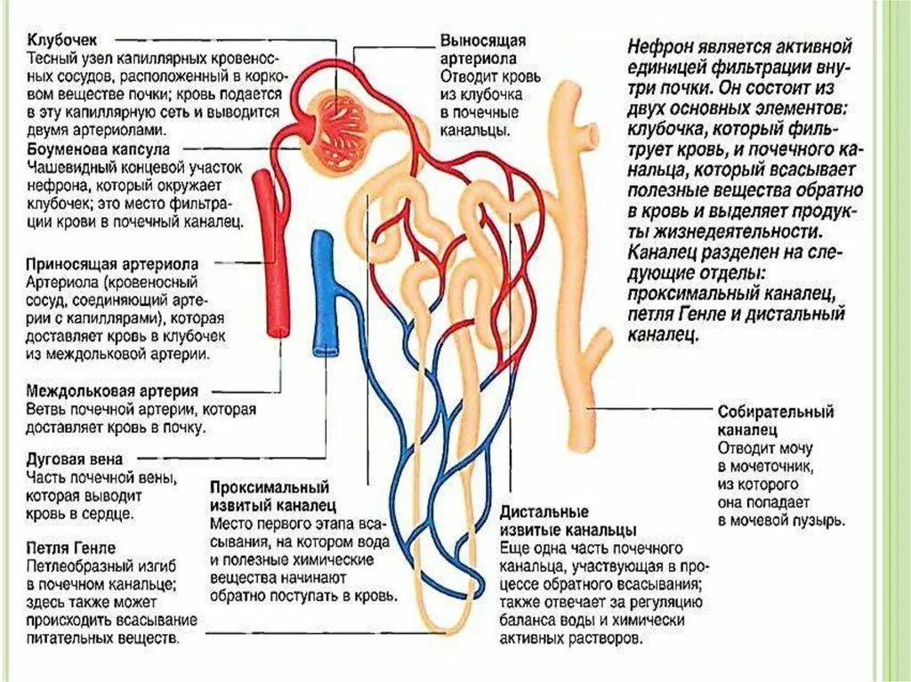 В капиллярном клубочке какая кровь. Капиллярный клубочек нефрона. Дистальный каналец нефрона функции. Строение нефрона. Строение нефрона и функции его частей.