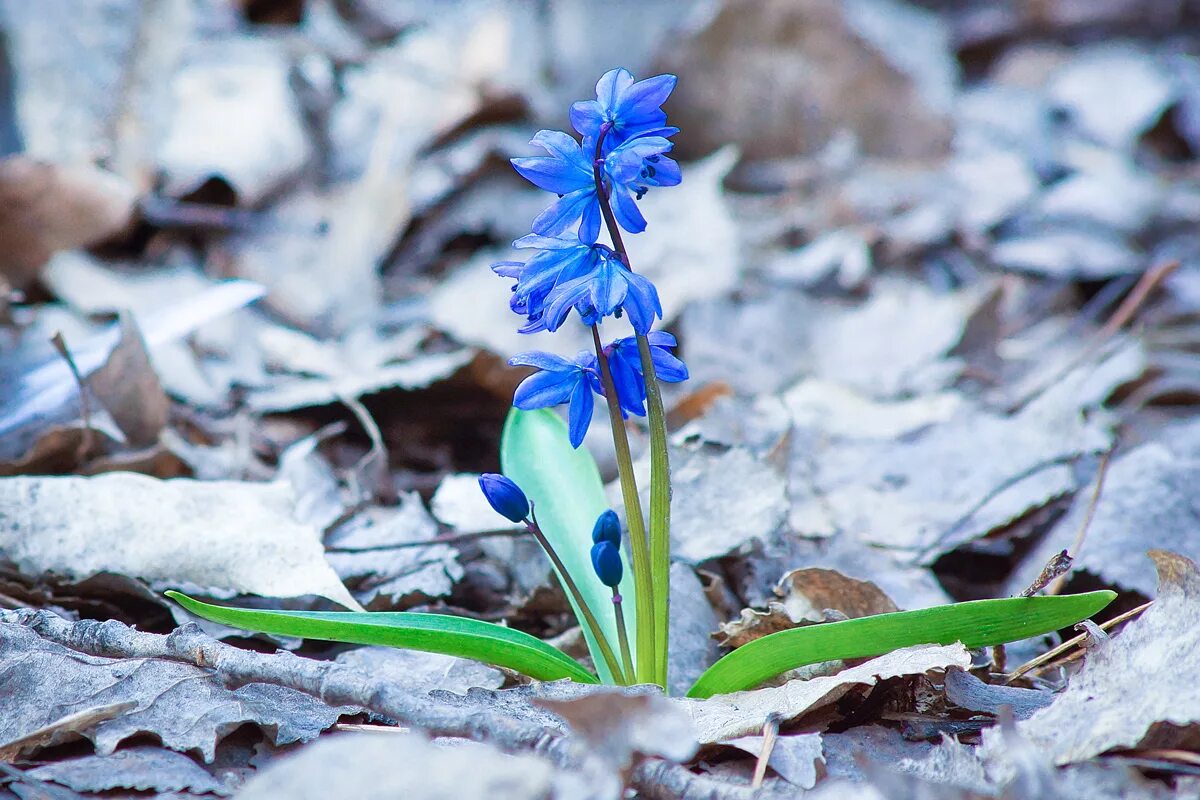 голубые пролески и подснежники. голубые подснежники. подснежники синие пролески. подснежник пролеска. голубые подснежники.