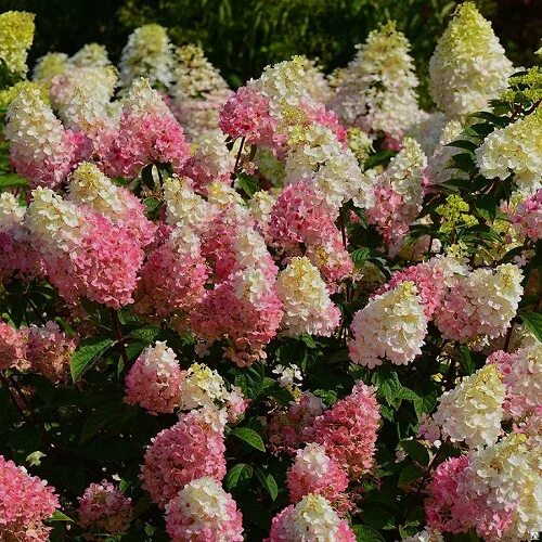 Blossom гортензия метельчатая описание и фото Саженцы Гортензия метельчатая Стоуберри Блоссом купить в Москве и РФ. Описание с