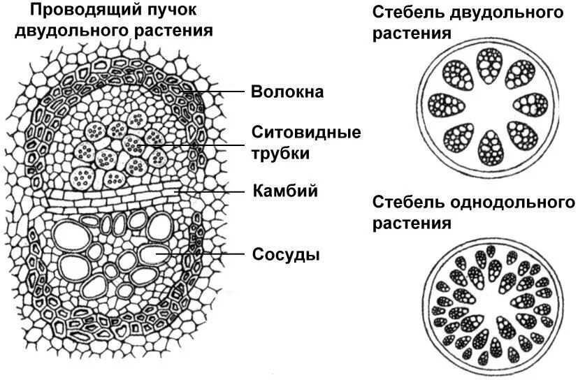 Однодольное растение срез