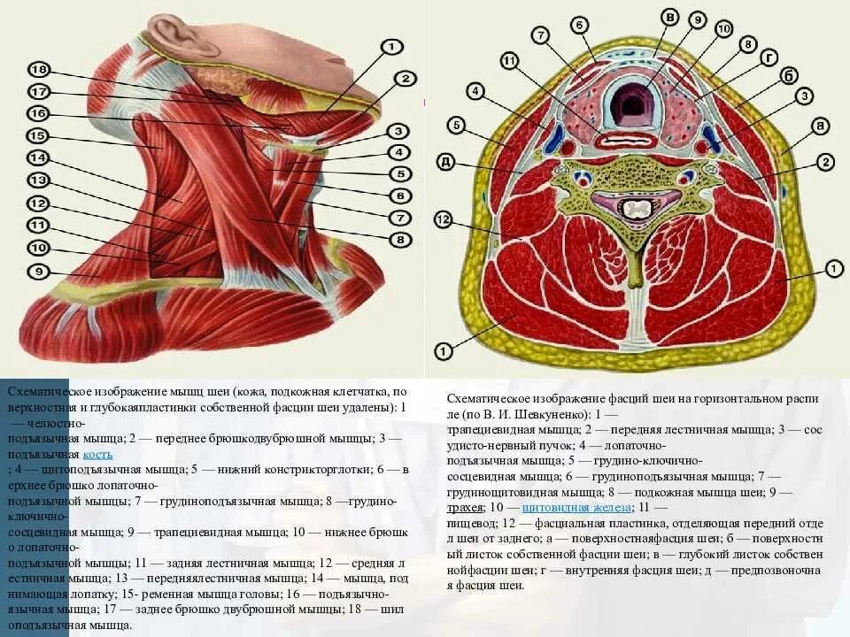 Шея внутреннее строение. Фасции шеи по шевкуненко схема топографическая анатомия. послойное строение шеи топографическая анатомия. фасции шеи на поперечном разрезе. топографическая анатомия шеи фасции шеи.
