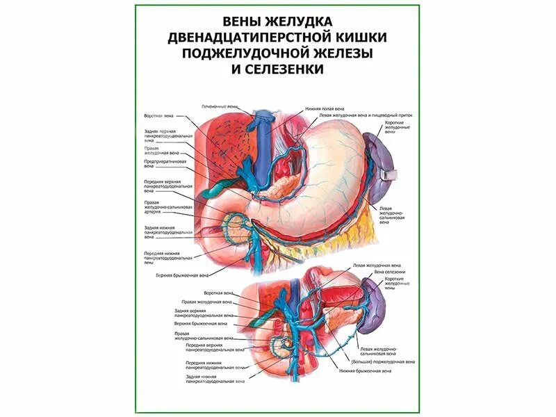 Правая желудочная вена. Венозный отток желудка топографическая анатомия. Кровоснабжение желудка венозный отток. Венозное кровоснабжение желудка анатомия. Поджелудочно двенадцатиперстная Вена.